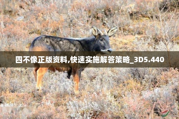 四不像正版资料,快速实施解答策略_3D5.440