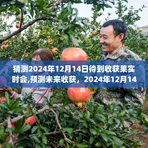 未来收获预测，2024年果实成熟之时揭秘