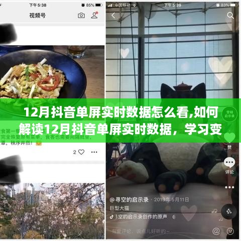 12月抖音单屏实时数据解析，洞悉变化，自信成就梦想之旅！