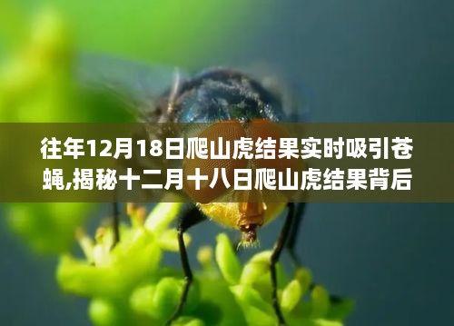 揭秘，为何爬山虎在十二月十八日结果时吸引大量苍蝇？