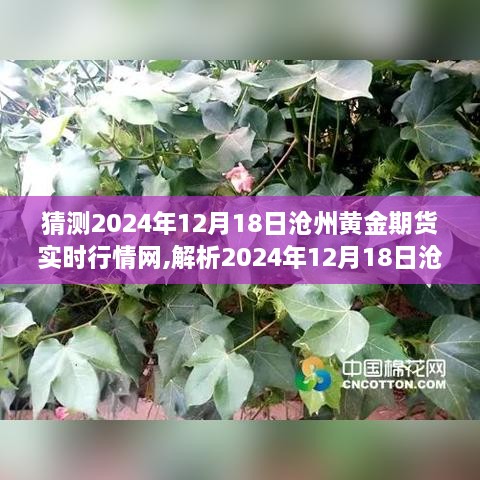 沧州黄金期货行情预测，洞悉市场走势与实时行情分析（2024年12月18日）