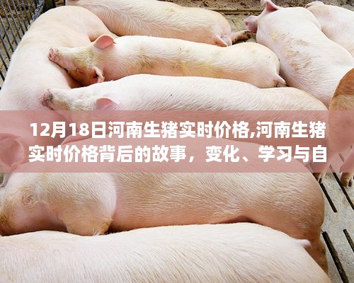 河南生猪实时价格背后的故事，变化、学习与自信的力量，12月18日最新动态分析