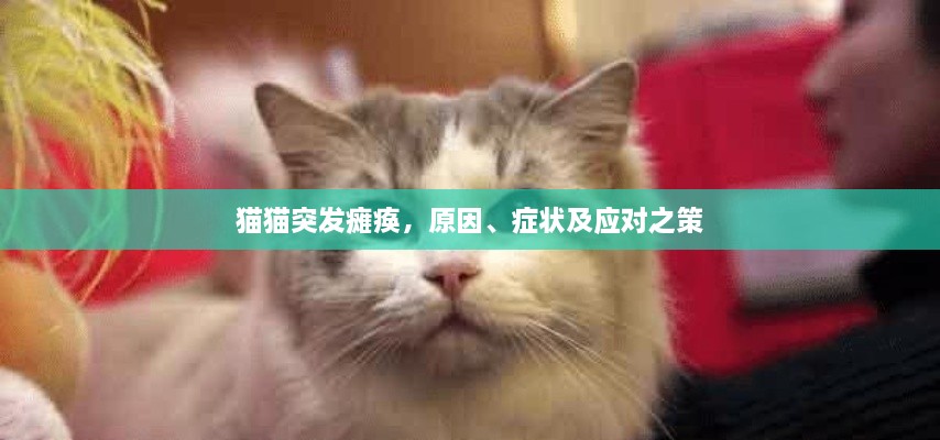 猫猫突发瘫痪，原因、症状及应对之策