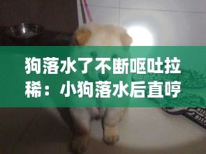 狗落水了不断呕吐拉稀：小狗落水后直哼哼怎么救 