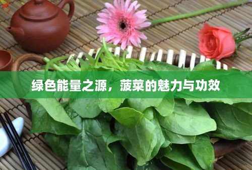 绿色能量之源，菠菜的魅力与功效