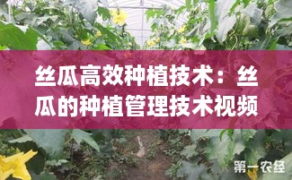 丝瓜高效种植技术：丝瓜的种植管理技术视频 