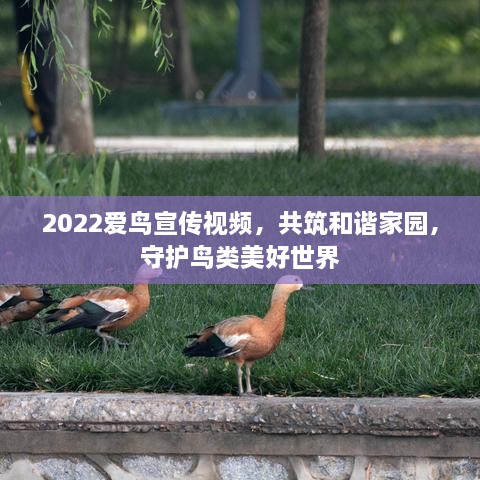 2022爱鸟宣传视频，共筑和谐家园，守护鸟类美好世界