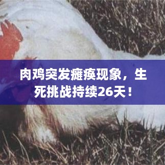 肉鸡突发瘫痪现象，生死挑战持续26天！