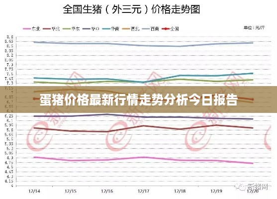 蛋猪价格最新行情走势分析今日报告