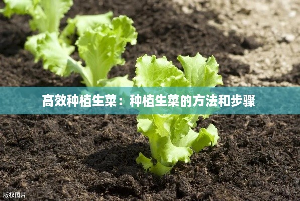 高效种植生菜：种植生菜的方法和步骤 