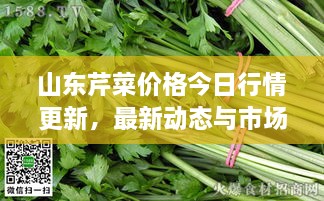 山东芹菜价格今日行情更新，最新动态与市场走势分析