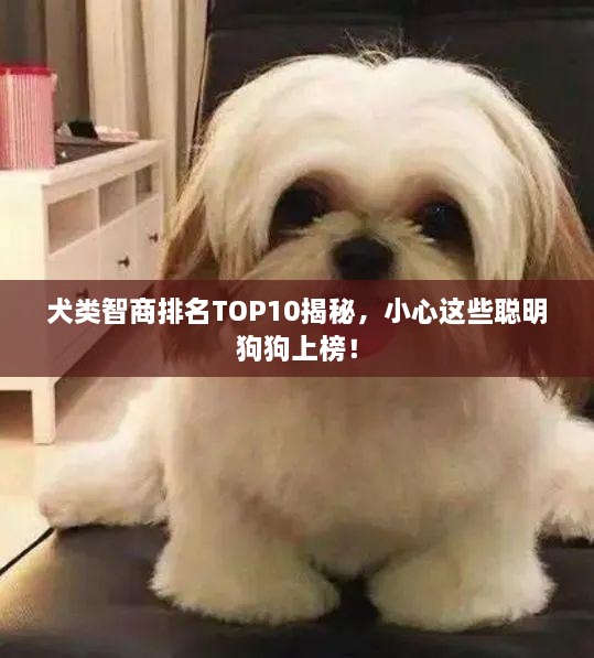 犬类智商排名TOP10揭秘，小心这些聪明狗狗上榜！