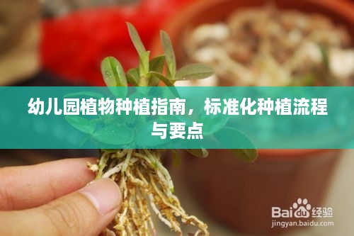 幼儿园植物种植指南，标准化种植流程与要点