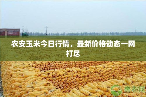 农安玉米今日行情，最新价格动态一网打尽