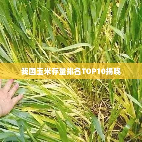 我国玉米存量排名TOP10揭晓