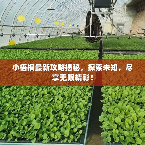 小梧桐最新攻略揭秘，探索未知，尽享无限精彩！