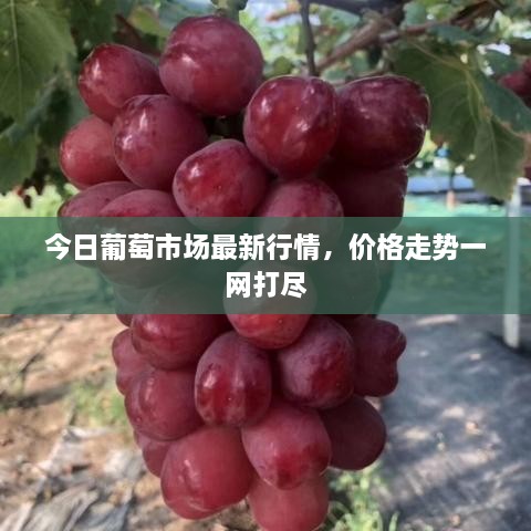 今日葡萄市场最新行情，价格走势一网打尽