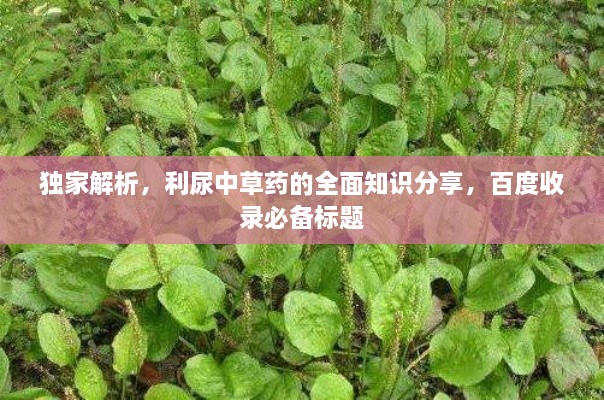 独家解析，利尿中草药的全面知识分享，百度收录必备标题