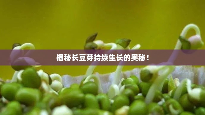 揭秘长豆芽持续生长的奥秘！