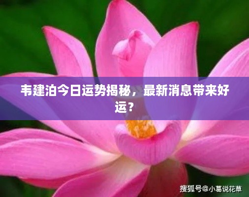 韦建泊今日运势揭秘，最新消息带来好运？
