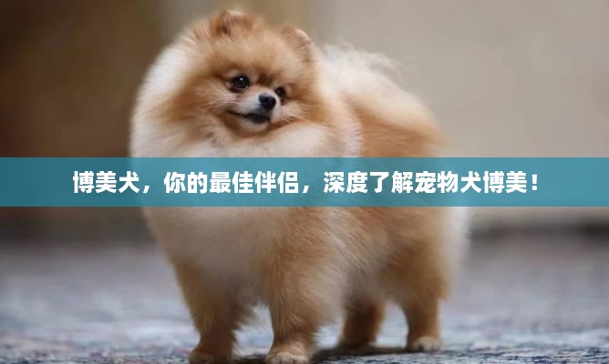 博美犬，你的最佳伴侣，深度了解宠物犬博美！