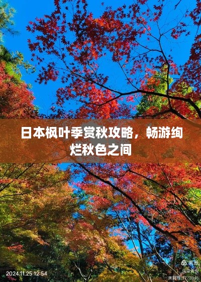 日本枫叶季赏秋攻略，畅游绚烂秋色之间