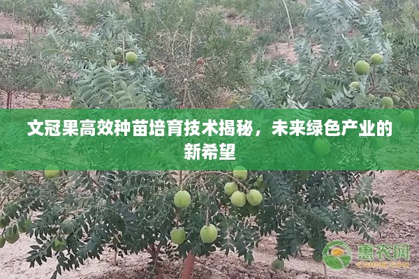 文冠果高效种苗培育技术揭秘，未来绿色产业的新希望