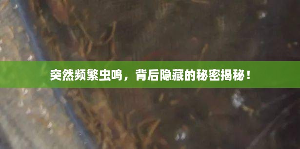 突然频繁虫鸣，背后隐藏的秘密揭秘！