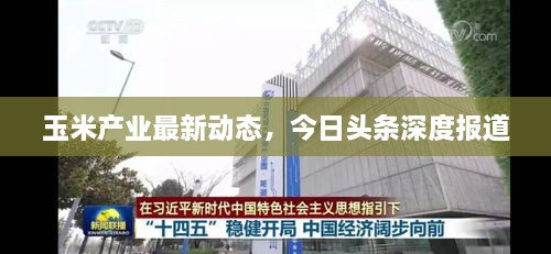 玉米产业最新动态，今日头条深度报道