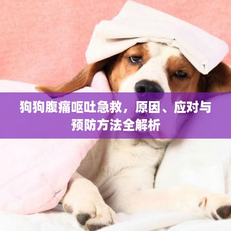 狗狗腹痛呕吐急救，原因、应对与预防方法全解析